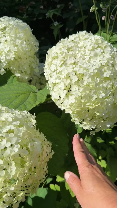 Hand is touching a white hydrangea, vertical video. Stock-Footage 340155590