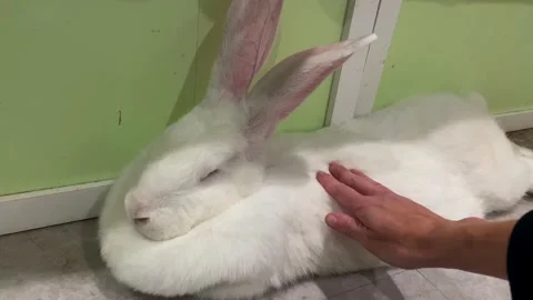 Hand touching a white rabbit 库存影片 323720415