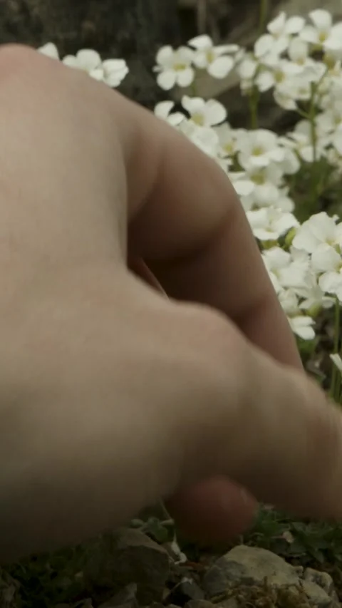 Hand Touching White Wildflowers Growing Outdoors Among Rocks in Daylight Stock Footage 334953813