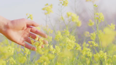 Hand Touching Yellow Flower Stems in Blurred Field, Close-up Vidéo 334843297