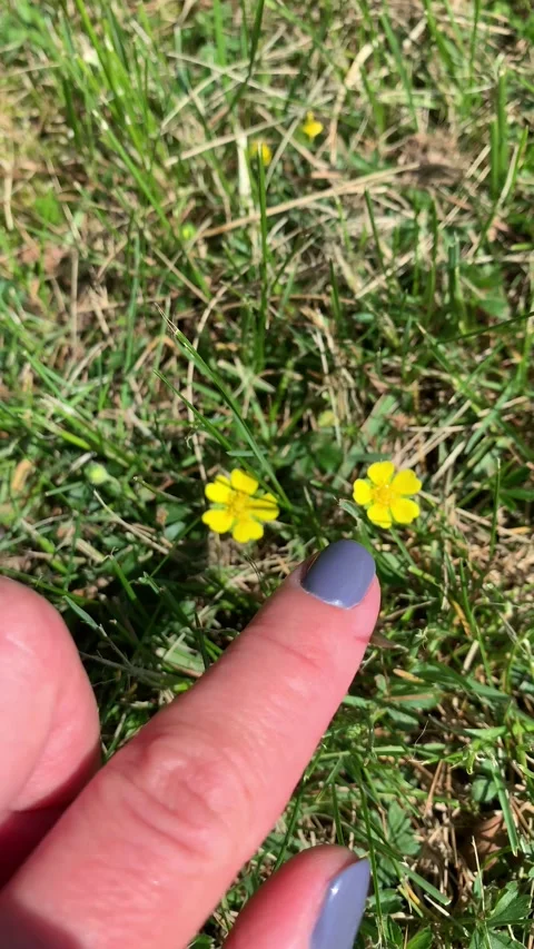 Hand touching yellow flower in sunlight. Symbol of simplicity and nature. Stock Footage 319833161
