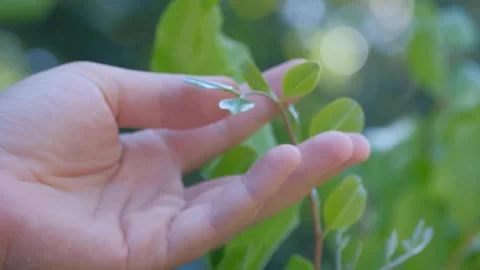Hand touching young and green carob leaves. Vídeos de archivo 274929087