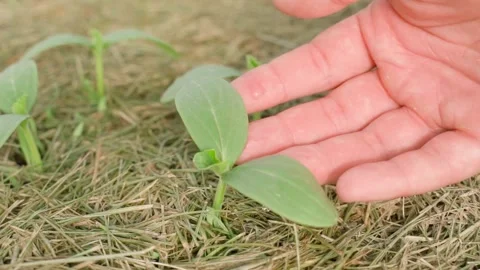 Hand touching young cucumber seedling mulched with grass close-up Stock Footage 337309632