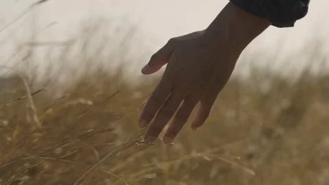 Hand of tourists touch the flower grass along the pathway in summer. Stock Footage 100935341
