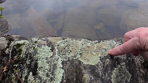 Hand Tracing Natural Lichen Patterns on Granite Boulder by the Water Stock-Footage 344896027