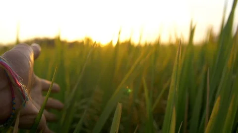 Hand trailing through grass at sunset Stock Footage 93781816