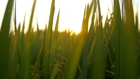 Hand trailing through grass at sunset Stock Footage 93781844