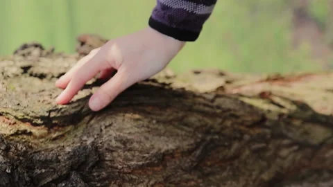 Hand on Tree Stock Footage 178447152
