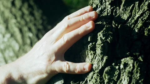 Hand on a tree trunk Stock Footage 289242314