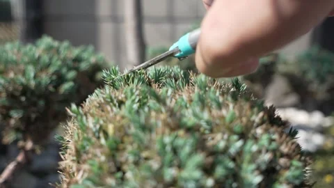 Hand Trimming Evergreen Shrub with Scissors in Garden 4K Stock Footage 345046313
