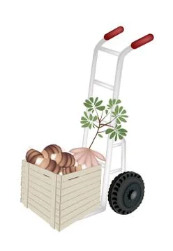 Hand Truck Loading Fresh Taro in Shipping Box Ilustración de archivo