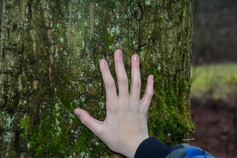 A hand on the trunk of a green tree Stock Photos