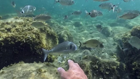 Hand trying to catch saddled sea bream fish in shallow water Stock Footage 278945593