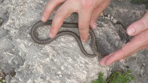 Hand trying to catch the smooth snake (Coronella austriaca) Stock Footage 111138937