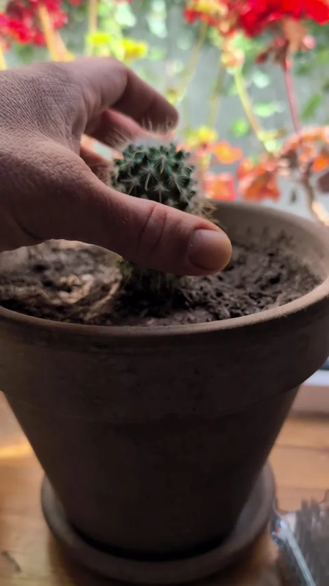 Hand trying to grab cactus closeup, gets stabbed, spikes Video stock 277338478