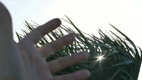 Hand trying to stop strong wind on bush Stock Footage 121594447