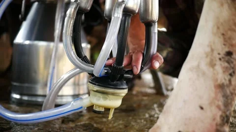 Hand tuch milking machine the cows 스톡 동영상 63031917