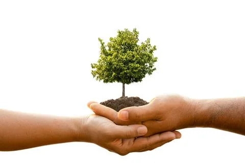 Hand of two people holding tree in soil isolated on white background. Plant.. Фото