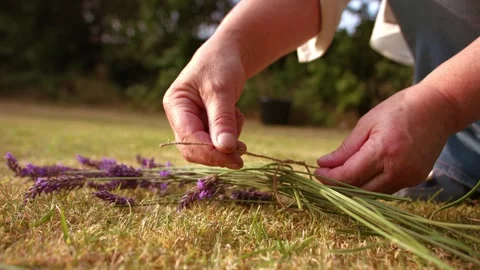 Hand tying bunch of lavender flowers with string for drying Video stock 344690139