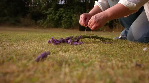 Hand tying bunch of lavender flowers with string for drying Stockbeeldmateriaal 345159867
