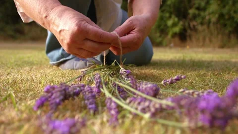 Hand tying bunch of lavender flowers with string for drying Stock Footage 346604733