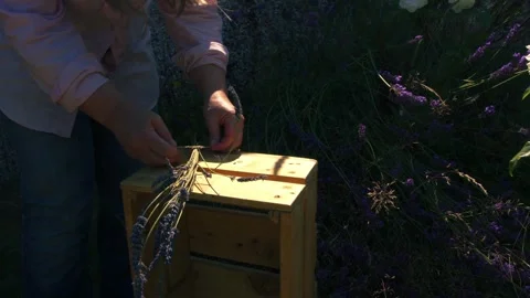 Hand tying bunch of lavender flowers with string in garden Stock Footage 346720475