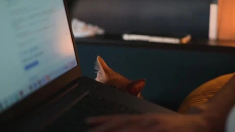A hand types on a laptop as an orange cat looks closely at the screen. The 動画素材 344450708
