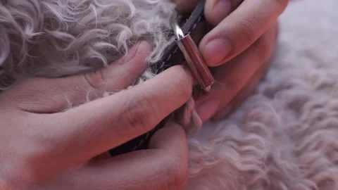 Hand unbuttoning a dog's collar Stock Footage 136614789