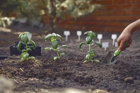 Hand of unknown female is digging by small garden shovel, planting green basil Stock Photos