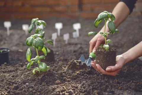 Hand of unknown gardener is using small garden shovel and holding young green Stock Photos
