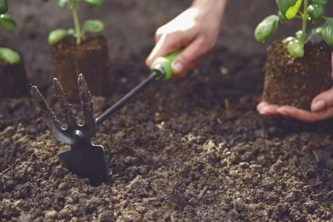 Hand of unknown lady is using hoe and holding young green basil sprout or plant Stock Photos