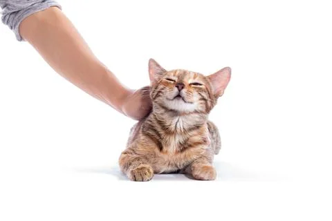 Hand of unknown man stroking orange cat, isolated on white background. Stock Photos