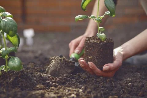 Hand of unrecognizable gardener is digging by small garden shovel and holding Stock Photos