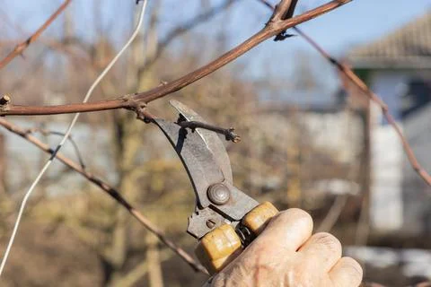 A hand uses sharp metal pruning shears to cut a dry branch on a grapevine, Stock Photos