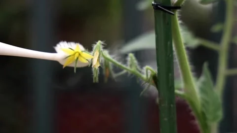 Hand using electrical vibrating toothbrush to mimic bees to manual pollinate Stock Footage 284494563