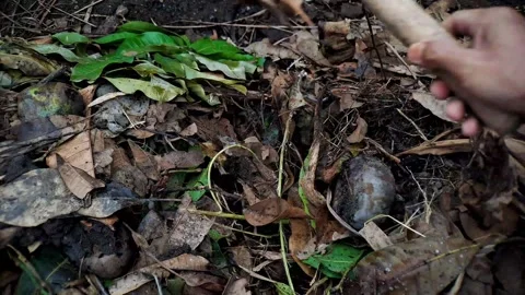 Hand Using Garden Claw Rake to Turn Compost Pile with Leaves and Organic Matt Stock Footage 321117165