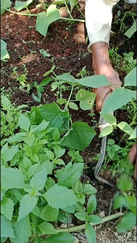 Hand Using Garden Hoe to Remove Weeds in Vegetable Garden Stock Footage 341279048