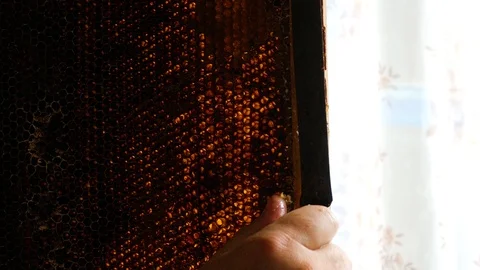 Hand using a knife to clog honeycombs with honey in a frame. Slow motion. Video stock 122323775