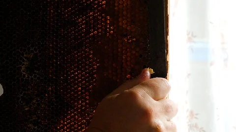 Hand using a knife to clog honeycombs with honey in a frame. Slow motion. Video stock 122323889