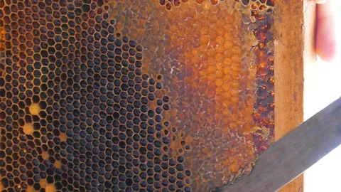 Hand using a knife to clog honeycombs with honey in a frame. Slow motion. 스톡 동영상 122323996