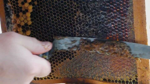 Hand using a knife to clog honeycombs with honey in a frame. Slow motion. Video stock 122324100