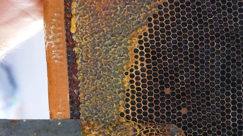 Hand using a knife to clog honeycombs with honey in a frame. Slow motion. Video stock 122324155