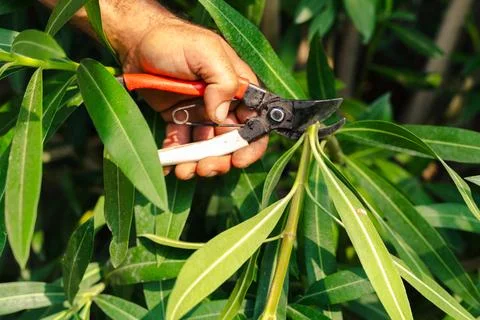 Hand using pruning shears to cut green plant branch in garden during summer care Stock Photos