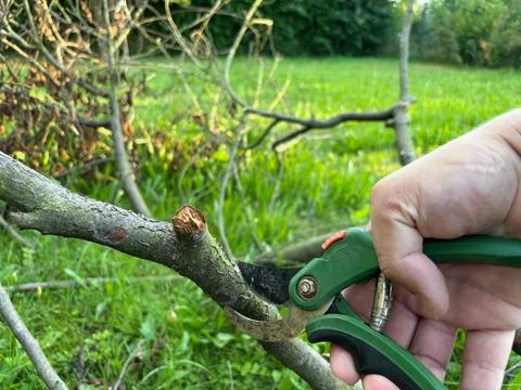Hand using pruning shears to cut a tree branch in a garden. Stock Photos