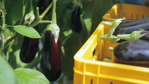 Hand using pruning shears cuts fresh eggplant from the branch. Stock Footage 77483365
