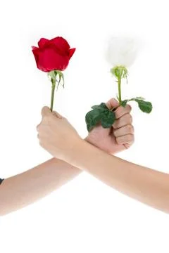 Hand using red rose and white rose to make an arm wrestle Stock-Fotos
