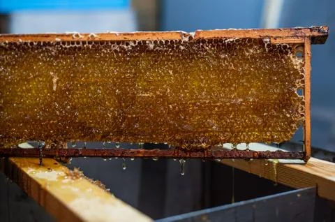 Hand using a scraper to clog honeycombs with honey in a frame. Beekeeper Unseal Stock Photos