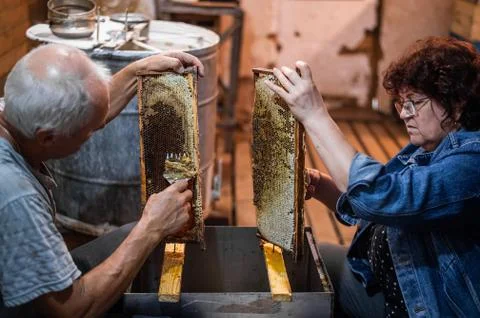 Hand using a scraper to clog honeycombs with honey in a frame. Beekeeper Unseal Stock Photos