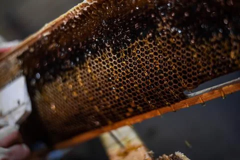 Hand using a scraper to clog honeycombs with honey in a frame. Beekeeper Unseal Stock Photos