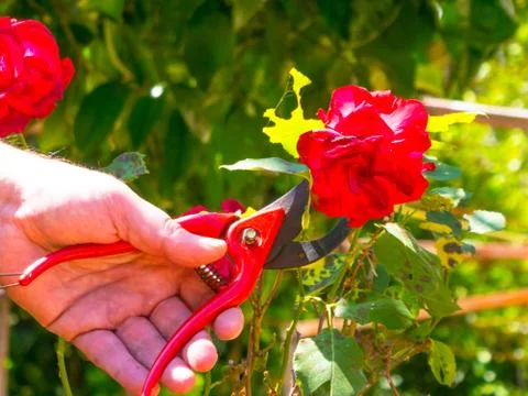 Hand using a shears in a garden Stock Photos